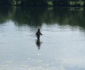 Donau bei Joshofen